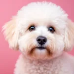 entdecken sie alles über den bichon havanais: charakter, lebenserwartung und kosten für den perfekten familienhund. erfahren sie, warum dieser liebevolle begleiter ideal für ihr zuhause ist.