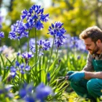 ein erfahrener gärtner erklärt, warum dein agapanthus im märz riesige blütenstängel entwickelt und gibt wertvolle pflegetipps für eine prachtvolle blüte.