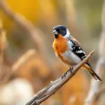 entdecken sie, warum zebrafinken blitzschnell reagieren, wenn sie eine vertraute stimme hören, und erfahren sie mehr über ihre erstaunlichen kommunikationsfähigkeiten.